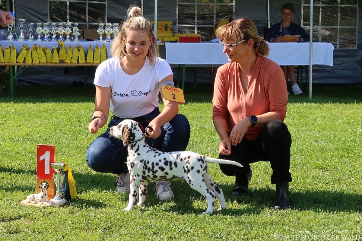 Mini Puppy Klasse Rüden: Official Omega vom Teutoburger Wald (Sheldon) 26.08.2023: Viel Versprechend 1. Platz - BESTER MINI-PUPPY 27.08.2023: Viel Versprechend 1. Platz - BESTER MINI-PUPPY