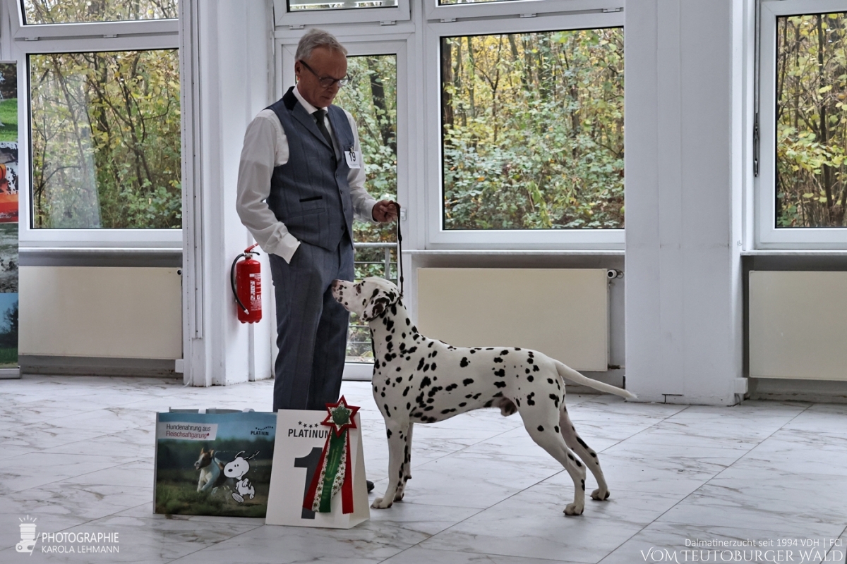 Zwischen Klasse Rüden (3 Meldungen) Quartz Quality vom Teutoburger Wald V: Ch. Spotdog's Jumping Jack M: Ch. Droplet Design vom Teutoburger Wald Doghandler: Michael Lehmann - Vorzüglich Platz 1 – CDF-Weihnachtssieger 2025 BESTER RÜDE BEST OF OPPOSITE SEX (BOS) Zwischen Klasse Rüden (3 Meldungen) Quartz Quality vom Teutoburger Wald V: Ch. Spotdog's Jumping Jack M: Ch. Droplet Design vom Teutoburger Wald Doghandler: Michael Lehmann - Vorzüglich Platz 1 – CDF-Weihnachtssieger 2025 BESTER RÜDE BEST OF OPPOSITE SEX (BOS)