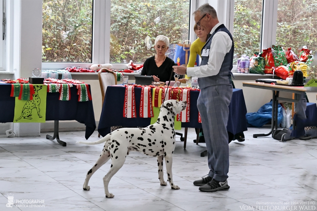 Zwischen Klasse Rüden (3 Meldungen) Quartz Quality vom Teutoburger Wald V: Ch. Spotdog's Jumping Jack M: Ch. Droplet Design vom Teutoburger Wald Doghandler: Michael Lehmann - Vorzüglich Platz 1 – CDF-Weihnachtssieger 2025 BESTER RÜDE BEST OF OPPOSITE SEX (BOS) Zwischen Klasse Rüden (3 Meldungen) Quartz Quality vom Teutoburger Wald V: Ch. Spotdog's Jumping Jack M: Ch. Droplet Design vom Teutoburger Wald Doghandler: Michael Lehmann - Vorzüglich Platz 1 – CDF-Weihnachtssieger 2025 BESTER RÜDE BEST OF OPPOSITE SEX (BOS)