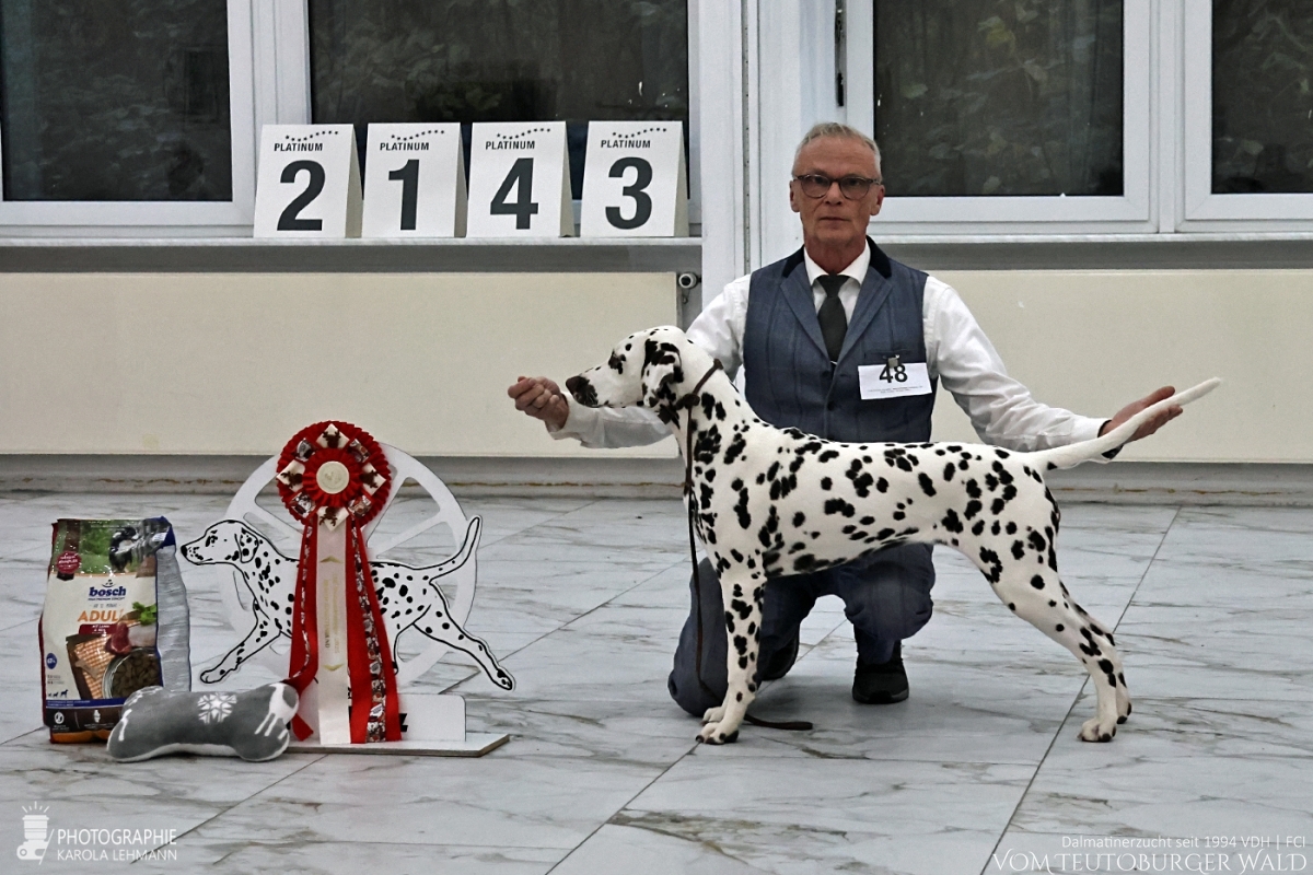 Jüngsten Klasse Hündinnen (6 Meldungen) Timeless Twilight vom Teutoburger Wald V: IntCh Running Spot's Dancing Bob M: Ch Jameelah's Journey vom Teutoburger Wald Doghandler: Michael Lehmann - Viel Versprechend Platz 1 – BEST OF BREED PUPPY Jüngsten Klasse Hündinnen (6 Meldungen) Timeless Twilight vom Teutoburger Wald V: IntCh Running Spot's Dancing Bob M: Ch Jameelah's Journey vom Teutoburger Wald Doghandler: Michael Lehmann - Viel Versprechend Platz 1 – BEST OF BREED PUPPY