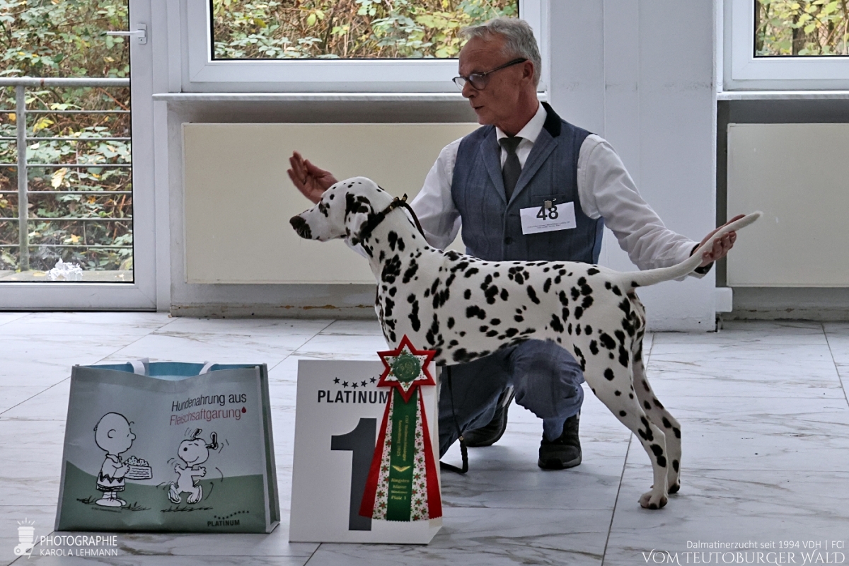 Jüngsten Klasse Hündinnen (6 Meldungen) Timeless Twilight vom Teutoburger Wald V: IntCh Running Spot's Dancing Bob M: Ch Jameelah's Journey vom Teutoburger Wald Doghandler: Michael Lehmann - Viel Versprechend Platz 1 – BEST OF BREED PUPPY Jüngsten Klasse Hündinnen (6 Meldungen) Timeless Twilight vom Teutoburger Wald V: IntCh Running Spot's Dancing Bob M: Ch Jameelah's Journey vom Teutoburger Wald Doghandler: Michael Lehmann - Viel Versprechend Platz 1 – BEST OF BREED PUPPY