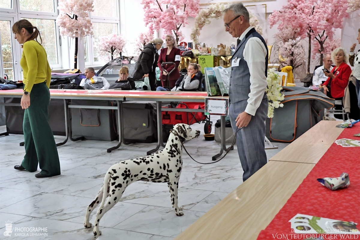 Jüngsten Klasse Hündinnen (6 Meldungen) Timeless Twilight vom Teutoburger Wald V: IntCh Running Spot's Dancing Bob M: Ch Jameelah's Journey vom Teutoburger Wald Doghandler: Michael Lehmann - Viel Versprechend Platz 1 – BEST OF BREED PUPPY Jüngsten Klasse Hündinnen (6 Meldungen) Timeless Twilight vom Teutoburger Wald V: IntCh Running Spot's Dancing Bob M: Ch Jameelah's Journey vom Teutoburger Wald Doghandler: Michael Lehmann - Viel Versprechend Platz 1 – BEST OF BREED PUPPY