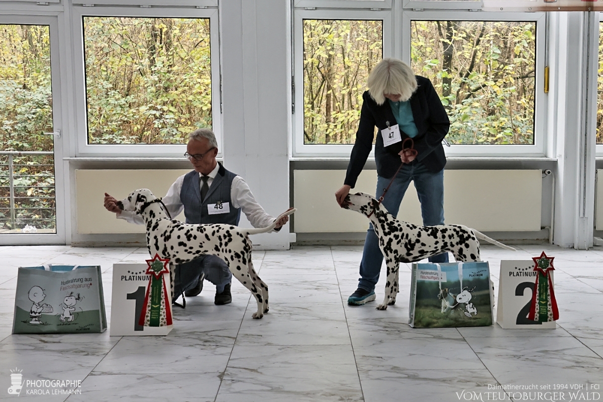 Jüngsten Klasse Hündinnen (6 Meldungen) Timeless Twilight vom Teutoburger Wald V: IntCh Running Spot's Dancing Bob M: Ch Jameelah's Journey vom Teutoburger Wald Doghandler: Michael Lehmann - Viel Versprechend Platz 1 – BOB Puppy Time after Time vom Teutoburger Wald V: IntCh Running Spot's Dancing Bob M: Ch Jameelah's Journey vom Teutoburger Wald Doghandler: Monika Laukamp - Viel Versprechend Platz 2 – Jüngsten Klasse Hündinnen (6 Meldungen) Timeless Twilight vom Teutoburger Wald V: IntCh Running Spot's Dancing Bob M: Ch Jameelah's Journey vom Teutoburger Wald Doghandler: Michael Lehmann - Viel Versprechend Platz 1 – BOB Puppy Time after Time vom Teutoburger Wald V: IntCh Running Spot's Dancing Bob M: Ch Jameelah's Journey vom Teutoburger Wald Doghandler: Monika Laukamp - Viel Versprechend Platz 2 –