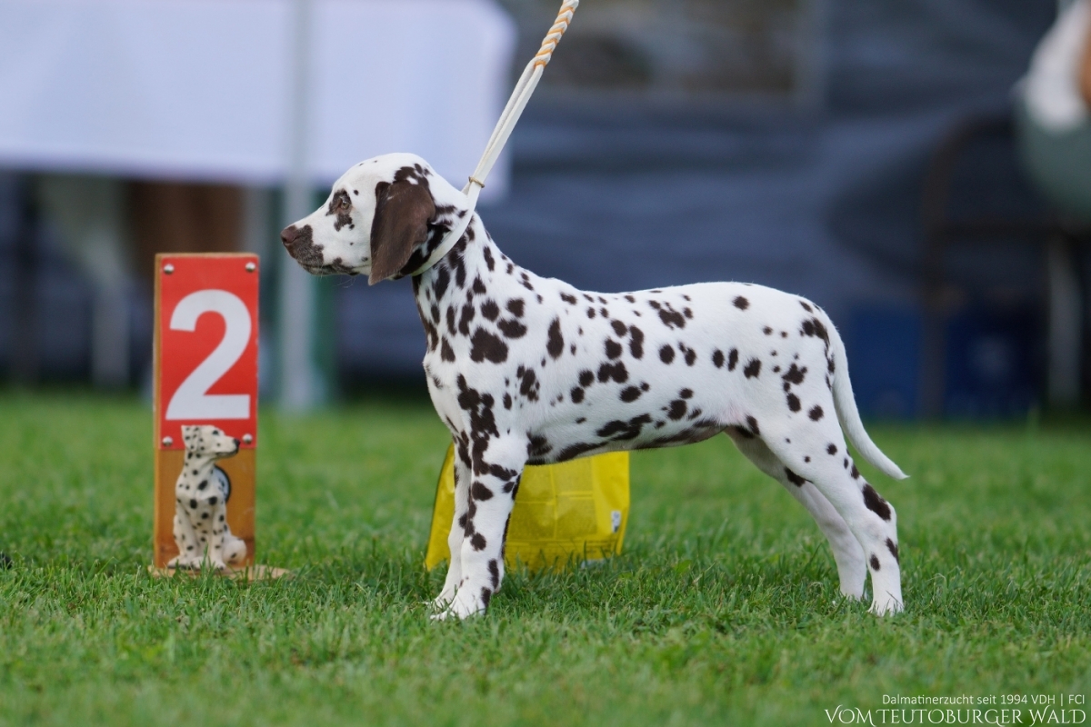 Mini Puppy Klasse Hündinnen: Outstanding Odette vom Teutoburger Wald (Elfie) 26.08.2023: Viel Versprechend 2. Platz 27.08.2023: Viel Versprechend 1. Platz