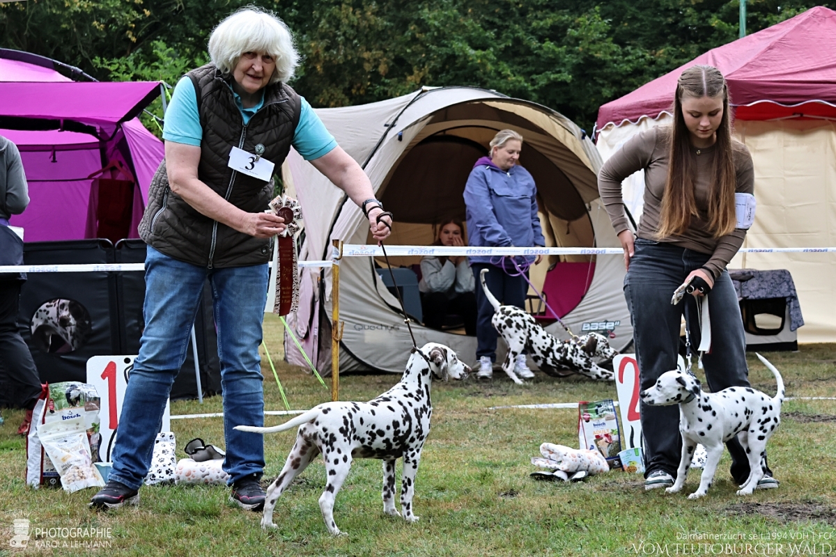 Mini-Baby-Klasse – Hündinnen (3 Meldungen)  Time after Time vom Teutoburger Wald V: IntCh Running Spot's Dancing Bob M: Ch Jameelah's Journey vom Teutoburger Wald Doghandler: Monika Laukamp - Viel Versprechend Platz 1 –