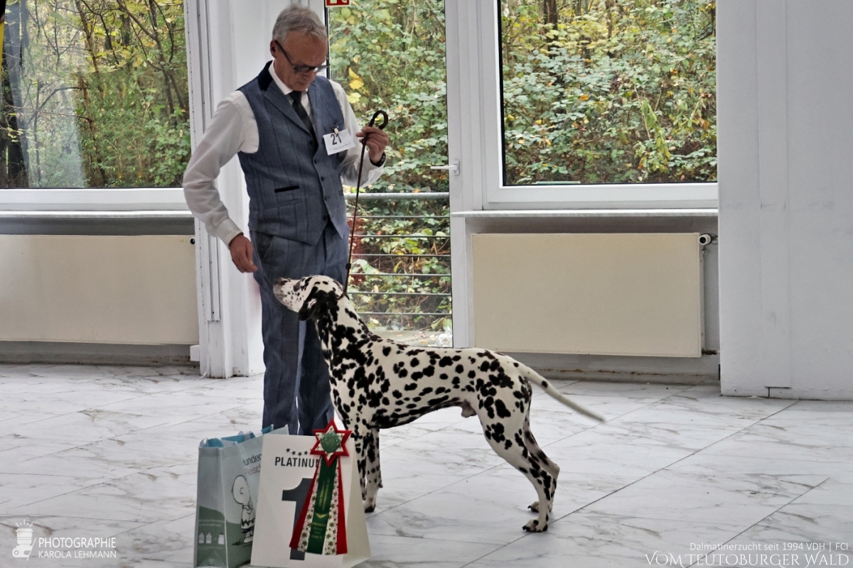 Champion Klasse Rüden (7 Meldungen) Ch. Fantastic Four Vom Teutoburger Wald V: Ch. Christi ORMOND Magic Moon M: Ch. Treasure Toulouse vom Teutoburger Wald Doghandler: Michael Lehmann - Vorzüglich Platz 1 – Champion Klasse Rüden (7 Meldungen) Ch. Fantastic Four Vom Teutoburger Wald V: Ch. Christi ORMOND Magic Moon M: Ch. Treasure Toulouse vom Teutoburger Wald Doghandler: Michael Lehmann - Vorzüglich Platz 1 –