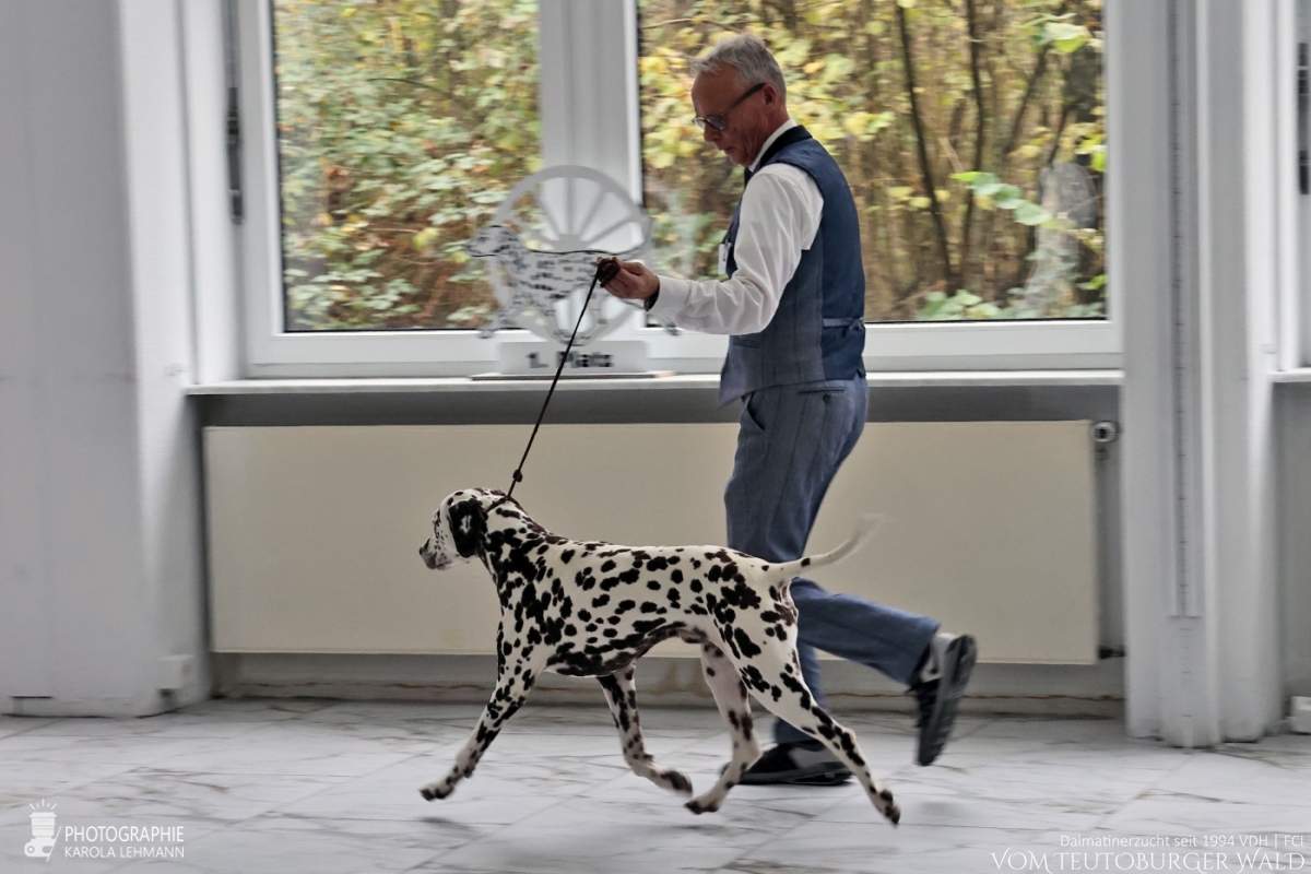 Champion Klasse Rüden (7 Meldungen) Ch. Fantastic Four Vom Teutoburger Wald V: Ch. Christi ORMOND Magic Moon M: Ch. Treasure Toulouse vom Teutoburger Wald Doghandler: Michael Lehmann - Vorzüglich Platz 1 – Champion Klasse Rüden (7 Meldungen) Ch. Fantastic Four Vom Teutoburger Wald V: Ch. Christi ORMOND Magic Moon M: Ch. Treasure Toulouse vom Teutoburger Wald Doghandler: Michael Lehmann - Vorzüglich Platz 1 –