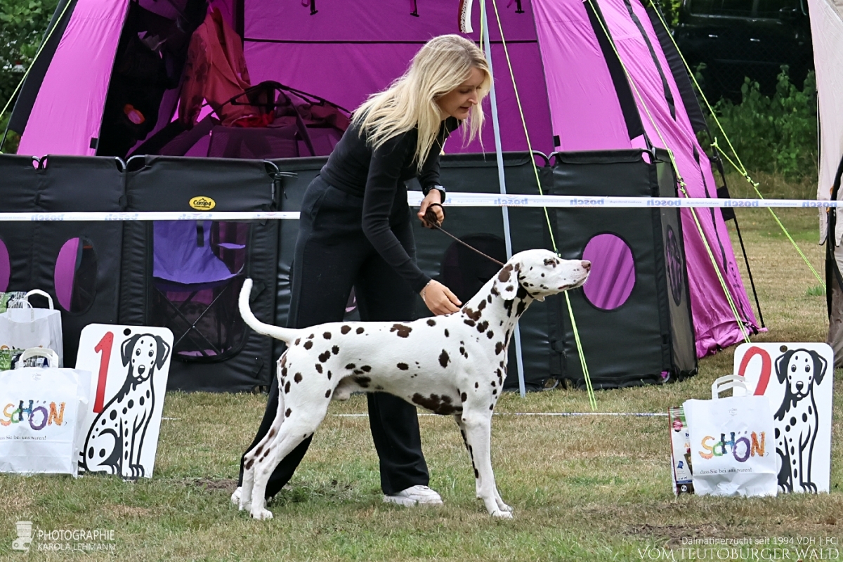 Jugendklasse – Rüden (6 Meldungen)  Qualified Quadracer vom Teutoburger Wald V: Ch. Spotdog's Jumping Jack M: Ch. Droplet Design vom Teutoburger Wald Doghandler: Carina Dickhof - Vorzüglich Platz 4 –