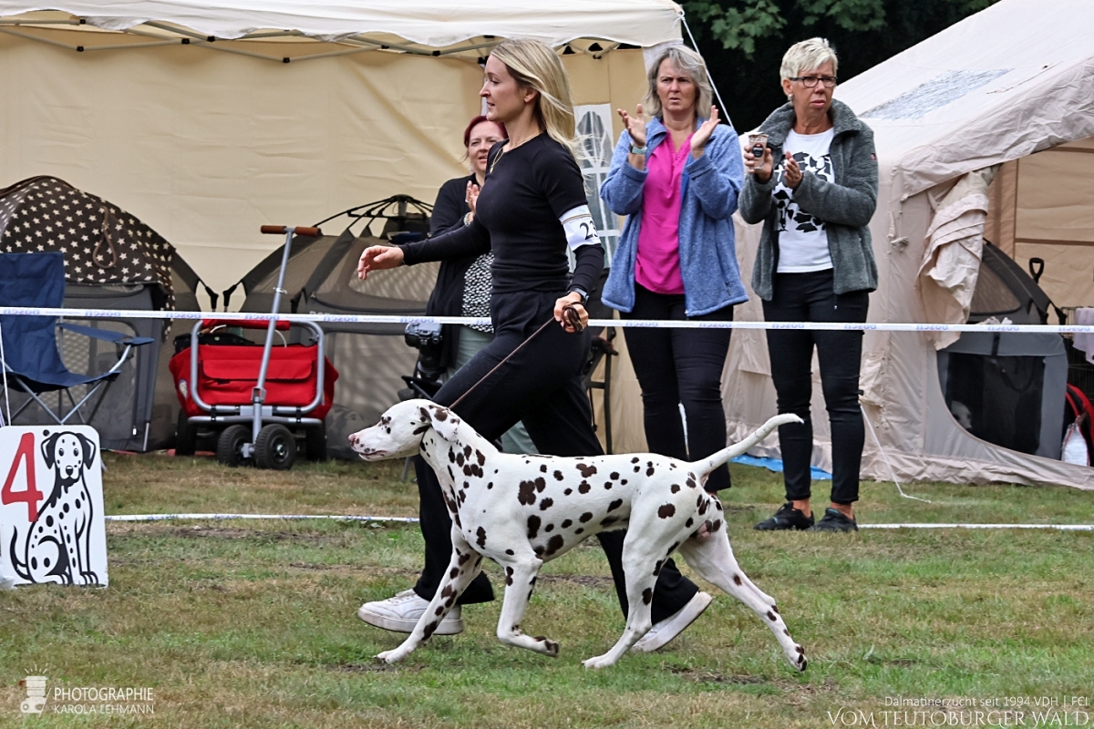 Jugendklasse – Rüden (6 Meldungen)  Qualified Quadracer vom Teutoburger Wald V: Ch. Spotdog's Jumping Jack M: Ch. Droplet Design vom Teutoburger Wald Doghandler: Carina Dickhof - Vorzüglich Platz 4 –