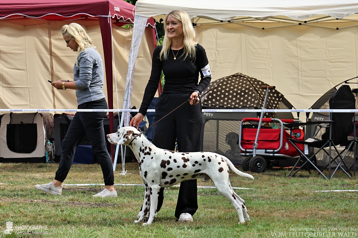 Jugendklasse – Rüden (6 Meldungen)  Qualified Quadracer vom Teutoburger Wald V: Ch. Spotdog's Jumping Jack M: Ch. Droplet Design vom Teutoburger Wald Doghandler: Carina Dickhof - Vorzüglich Platz 4 –