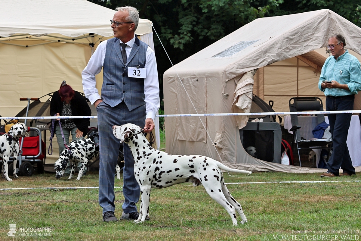 Zwischenklasse – Rüden (6 Meldungen)  Quartz Quality vom Teutoburger Wald V: Ch. Spotdog's Jumping Jack M: Ch. Droplet Design vom Teutoburger Wald Doghandler: Michael Lehmann u. Janik Hüning - Vorzüglich Platz 1 – DZGD Vereinssieger 2025 BESTER RÜDE BEST OF OPPOSITE SEX (BOS)