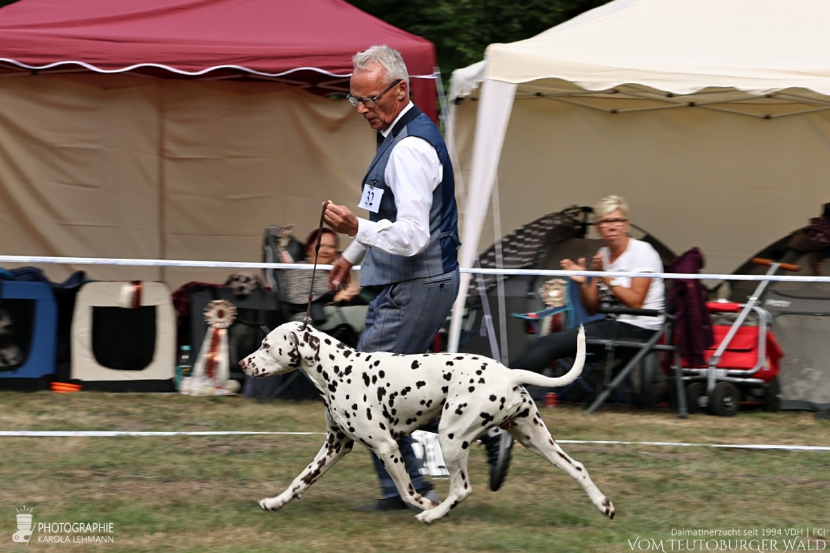 Zwischenklasse – Rüden (6 Meldungen)  Quartz Quality vom Teutoburger Wald V: Ch. Spotdog's Jumping Jack M: Ch. Droplet Design vom Teutoburger Wald Doghandler: Michael Lehmann u. Janik Hüning - Vorzüglich Platz 1 – DZGD Vereinssieger 2025 BESTER RÜDE BEST OF OPPOSITE SEX (BOS)