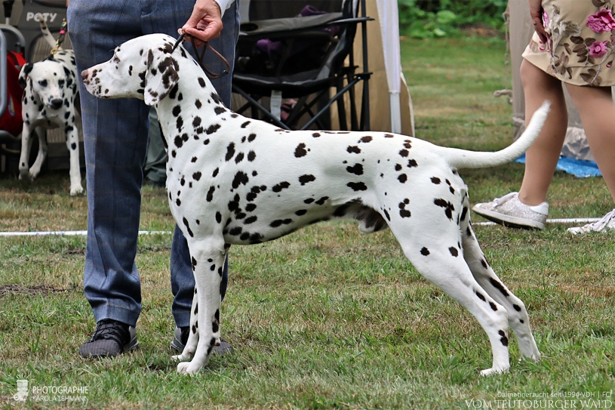 Zwischenklasse – Rüden (6 Meldungen)  Quartz Quality vom Teutoburger Wald V: Ch. Spotdog's Jumping Jack M: Ch. Droplet Design vom Teutoburger Wald Doghandler: Michael Lehmann u. Janik Hüning - Vorzüglich Platz 1 – DZGD Vereinssieger 2025 BESTER RÜDE BEST OF OPPOSITE SEX (BOS)
