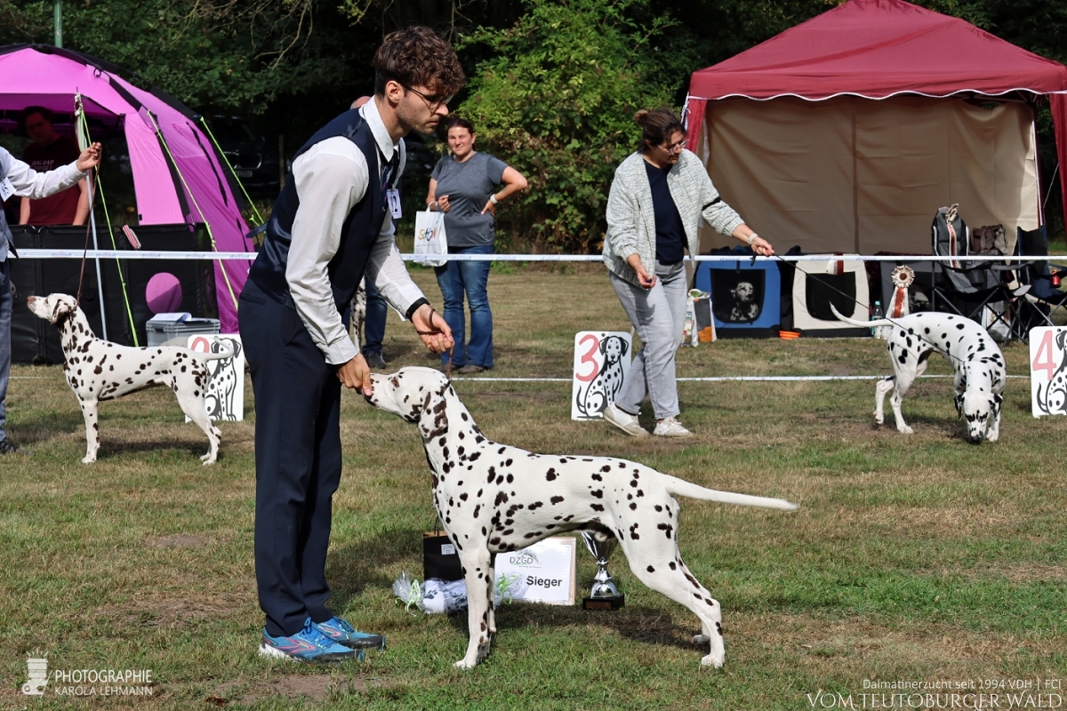 Zwischenklasse – Rüden (6 Meldungen)  Quartz Quality vom Teutoburger Wald V: Ch. Spotdog's Jumping Jack M: Ch. Droplet Design vom Teutoburger Wald Doghandler: Michael Lehmann u. Janik Hüning - Vorzüglich Platz 1 – DZGD Vereinssieger 2025 BESTER RÜDE BEST OF OPPOSITE SEX (BOS)