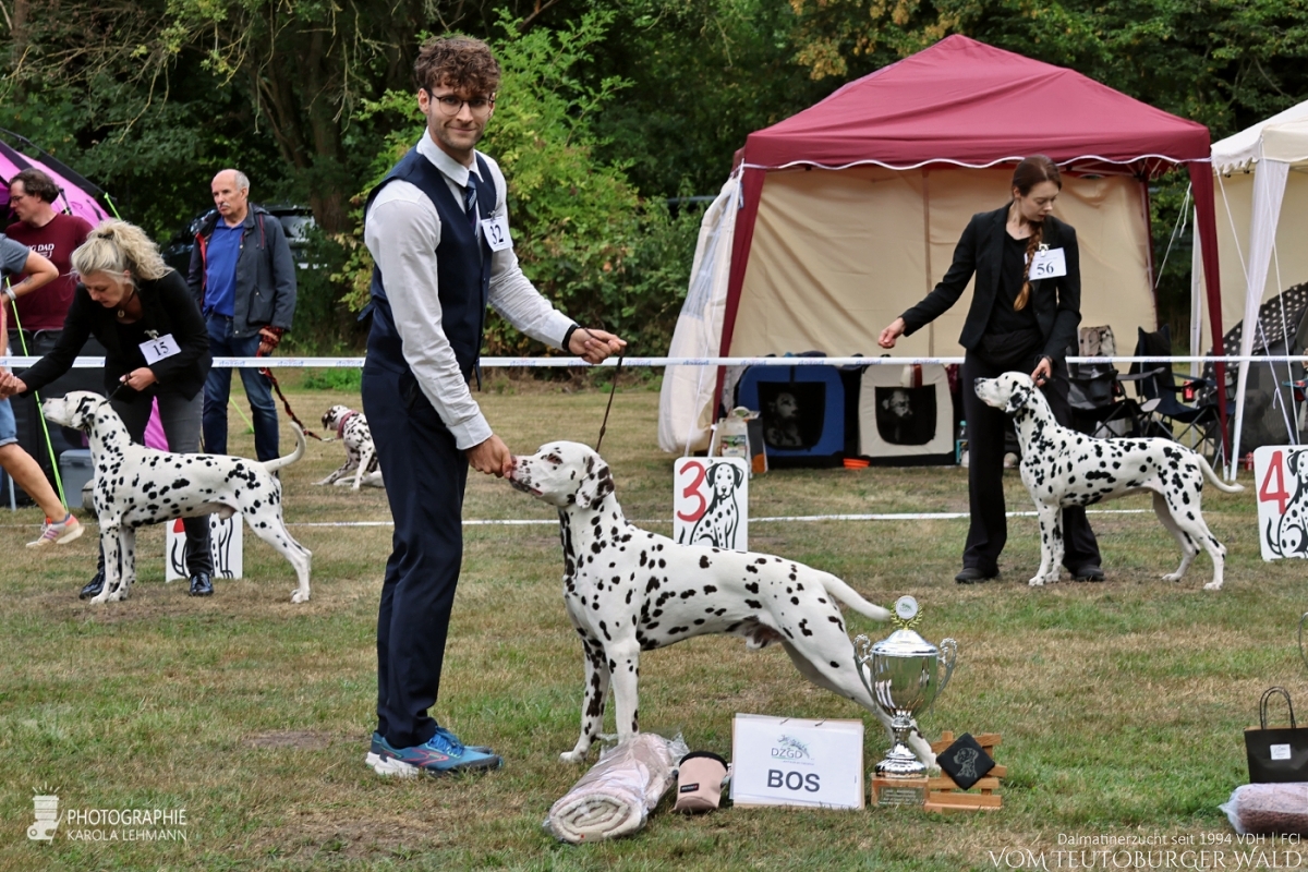 Zwischenklasse – Rüden (6 Meldungen)  Quartz Quality vom Teutoburger Wald V: Ch. Spotdog's Jumping Jack M: Ch. Droplet Design vom Teutoburger Wald Doghandler: Michael Lehmann u. Janik Hüning - Vorzüglich Platz 1 – DZGD Vereinssieger 2025 BESTER RÜDE BEST OF OPPOSITE SEX (BOS)