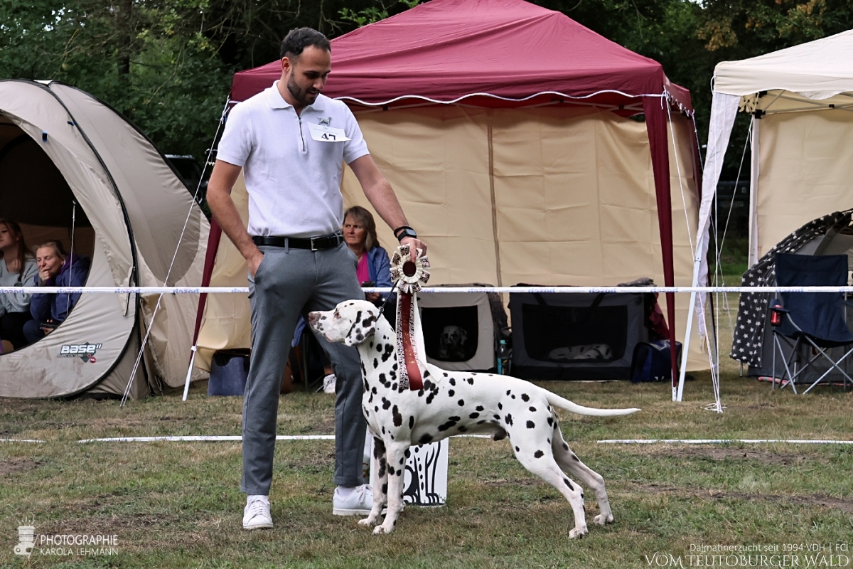 Offene Klasse – Rüden (9 Meldungen)  JCh Occupied Oscar vom Teutoburger Wald V: IntCh Insomnium Blood Diamond M: Ch Endearing Edina vom Teutoburger Wald Doghandler: Stefan Walz - Sehr gut Platz 4 –