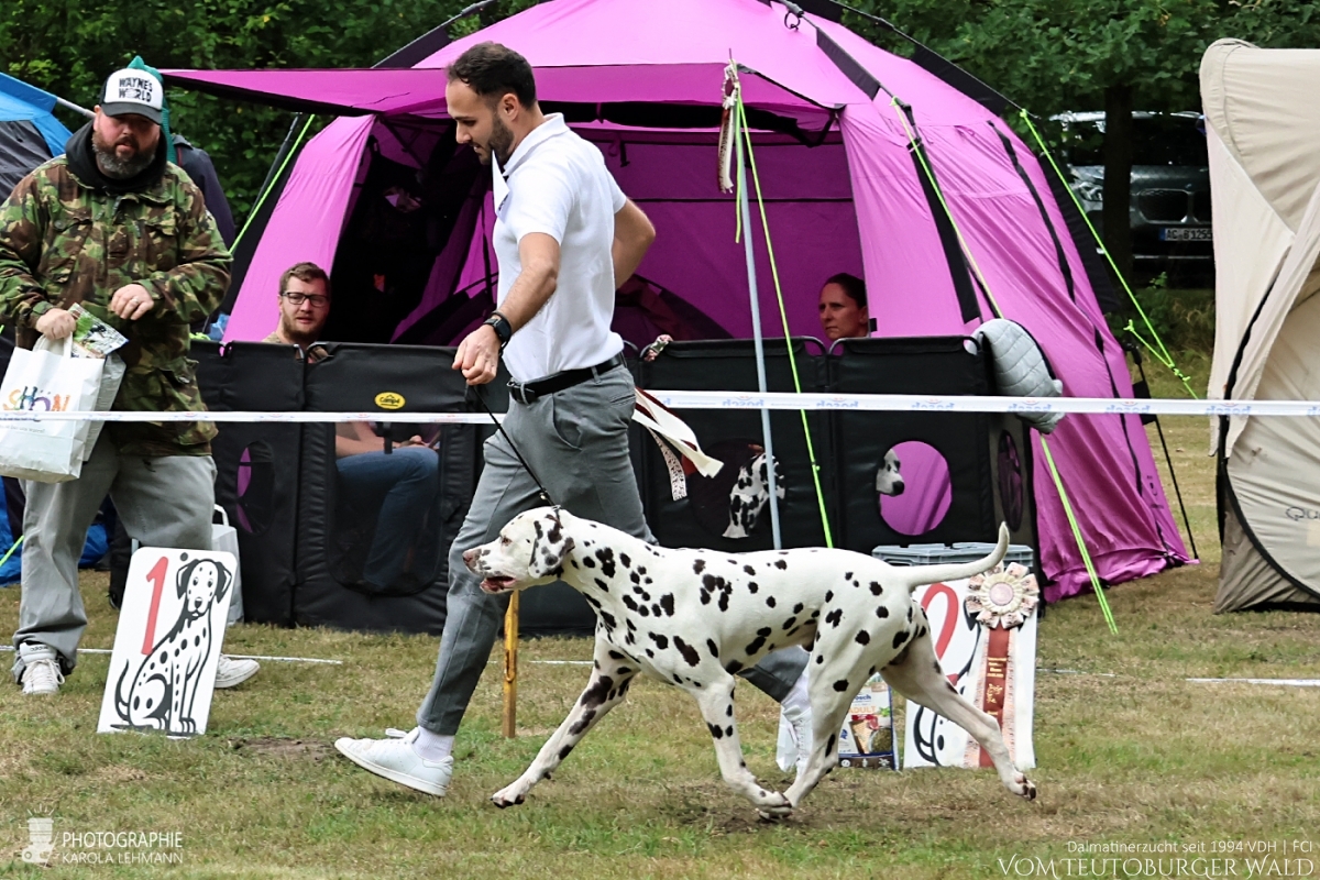 Offene Klasse – Rüden (9 Meldungen)  JCh Occupied Oscar vom Teutoburger Wald V: IntCh Insomnium Blood Diamond M: Ch Endearing Edina vom Teutoburger Wald Doghandler: Stefan Walz - Sehr gut Platz 4 –