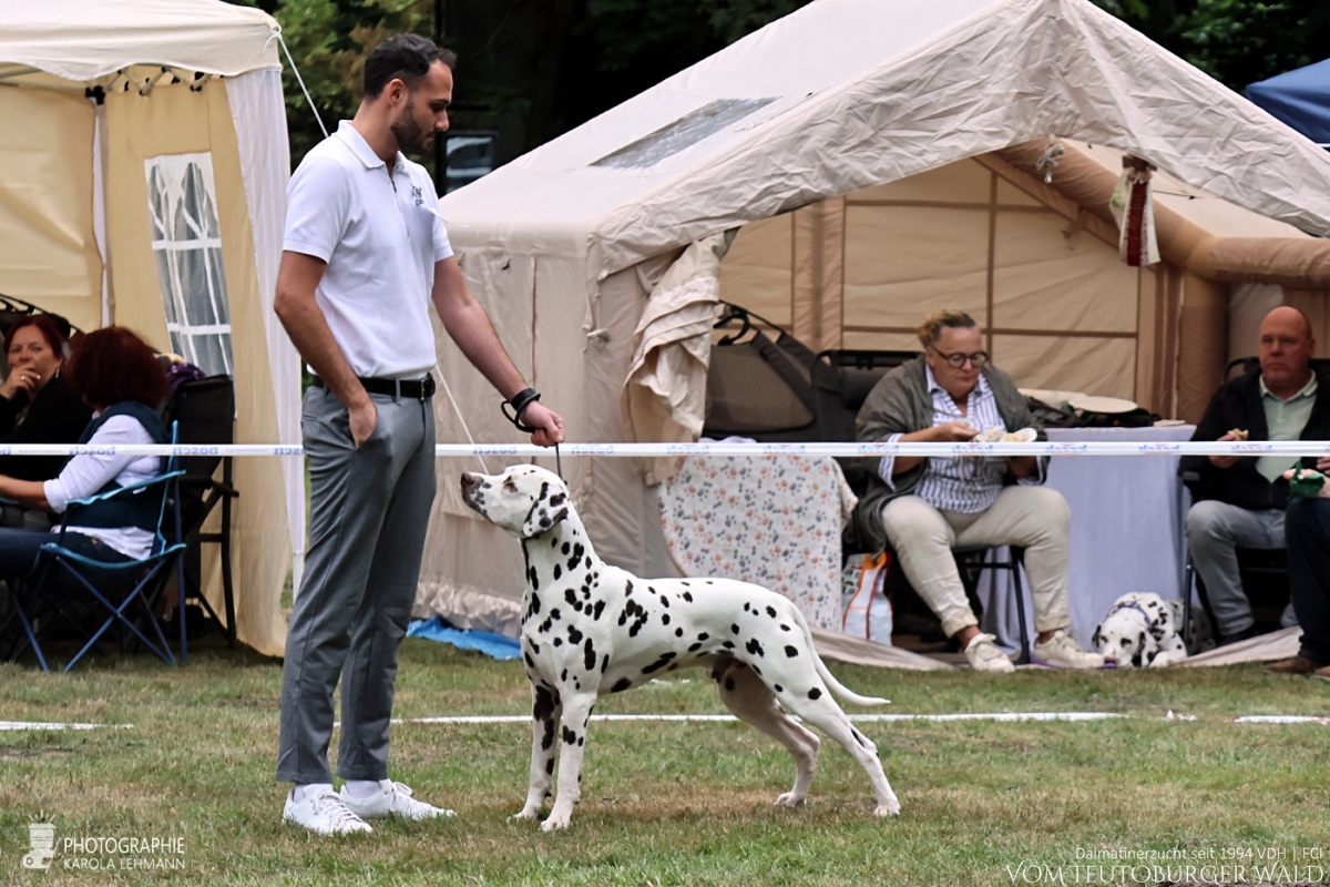 Offene Klasse – Rüden (9 Meldungen)  JCh Occupied Oscar vom Teutoburger Wald V: IntCh Insomnium Blood Diamond M: Ch Endearing Edina vom Teutoburger Wald Doghandler: Stefan Walz - Sehr gut Platz 4 –