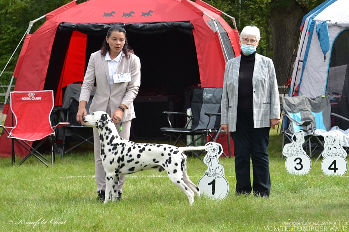 Int. &amp; Multi Champion Canadian Club vom Teutoburger Wald (Vater: Asshay vom Gramzower Kloster | Mutter: Ch. Obonya's Pride Anna-Ariella) Vorzüglich Platz 1, CAC VDH, 2 x CAC Club, CACIB, BOB VDH GERMAN WINNER 2021 BEST OF BREED