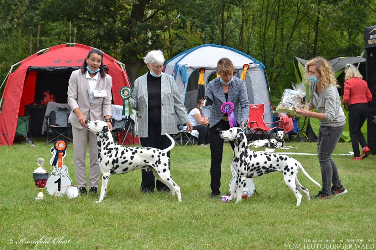 Int. &amp; Multi Champion Canadian Club vom Teutoburger Wald (Vater: Asshay vom Gramzower Kloster | Mutter: Ch. Obonya's Pride Anna-Ariella) Vorzüglich Platz 1, CAC VDH, 2 x CAC Club, CACIB, BOB VDH GERMAN WINNER 2021 BEST OF BREED