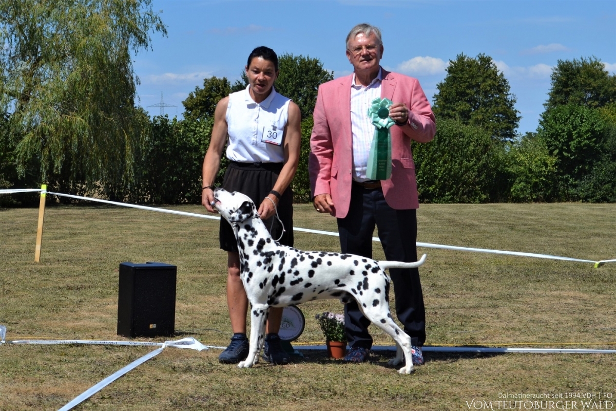  Int. + Multi Ch. Canadian Club vom Teutoburger Wald (Cesar) BEST OF BREED - DZGD Pokalsieger Süd 2022