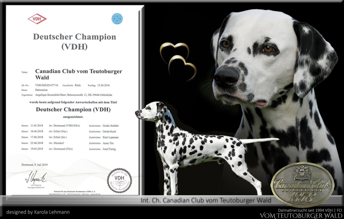Neuer Deutscher Champion VDH + Club Canadian Club vom Teutoburger Wald