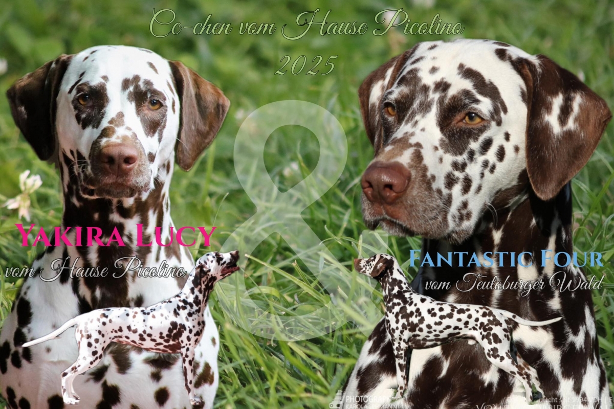 Deckung Fantastic Four vom Teutoburger Wald - Yakira Lucy vom Hause Picolino