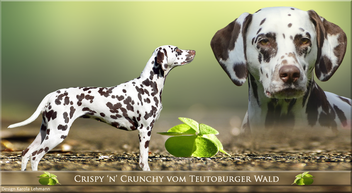 Datenblatt unserer Zuchthündin Crispy 'n' Crunchy vom Teutoburger Wald