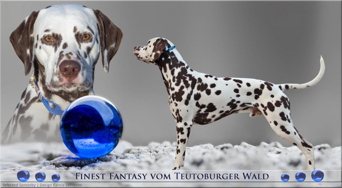 Neuer Deckrüde Finest Fantasy vom Teutoburger Wald