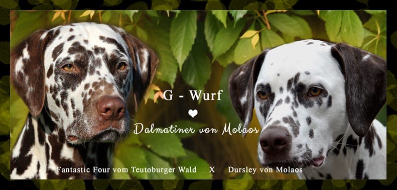 Fantasic Four vom Teutoburger Wald und Dursley von Molaos 
