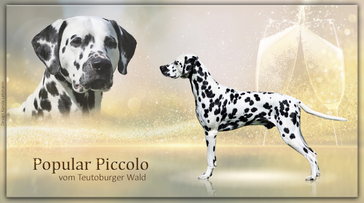 Unser neuer Deckrüde stellt sich vor: Datenblatt Popular Piccolo vom Teutoburger Wald