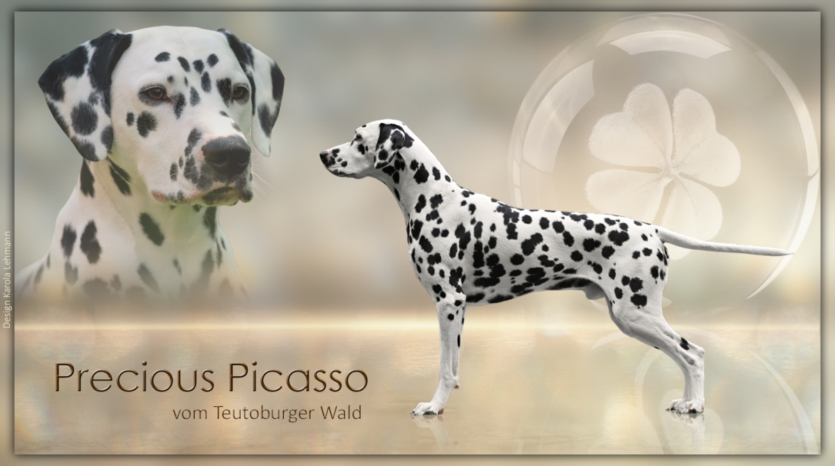 Deutscher Champion Precious Picasso vom Teutoburger Wald - Neue Deckrüden Präsentation Deutscher Champion Precious Picasso vom Teutoburger Wald - Neue Deckrüden Präsentation