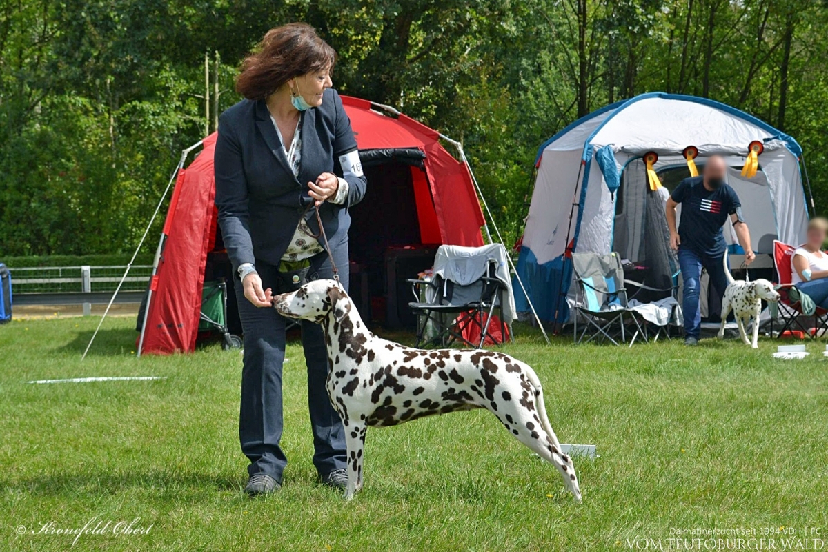 Deutscher Champion Crispy 'n' Crunchy vom Teutoburger Wald (Vater: Asshay vom Gramzower Kloster | Mutter: Ch. Obonya's Pride Anna-Ariella) Vorzüglich Platz 1, CAC VDH, 2 x CAC Club, CACIB VDH GERMAN WINNER 2021