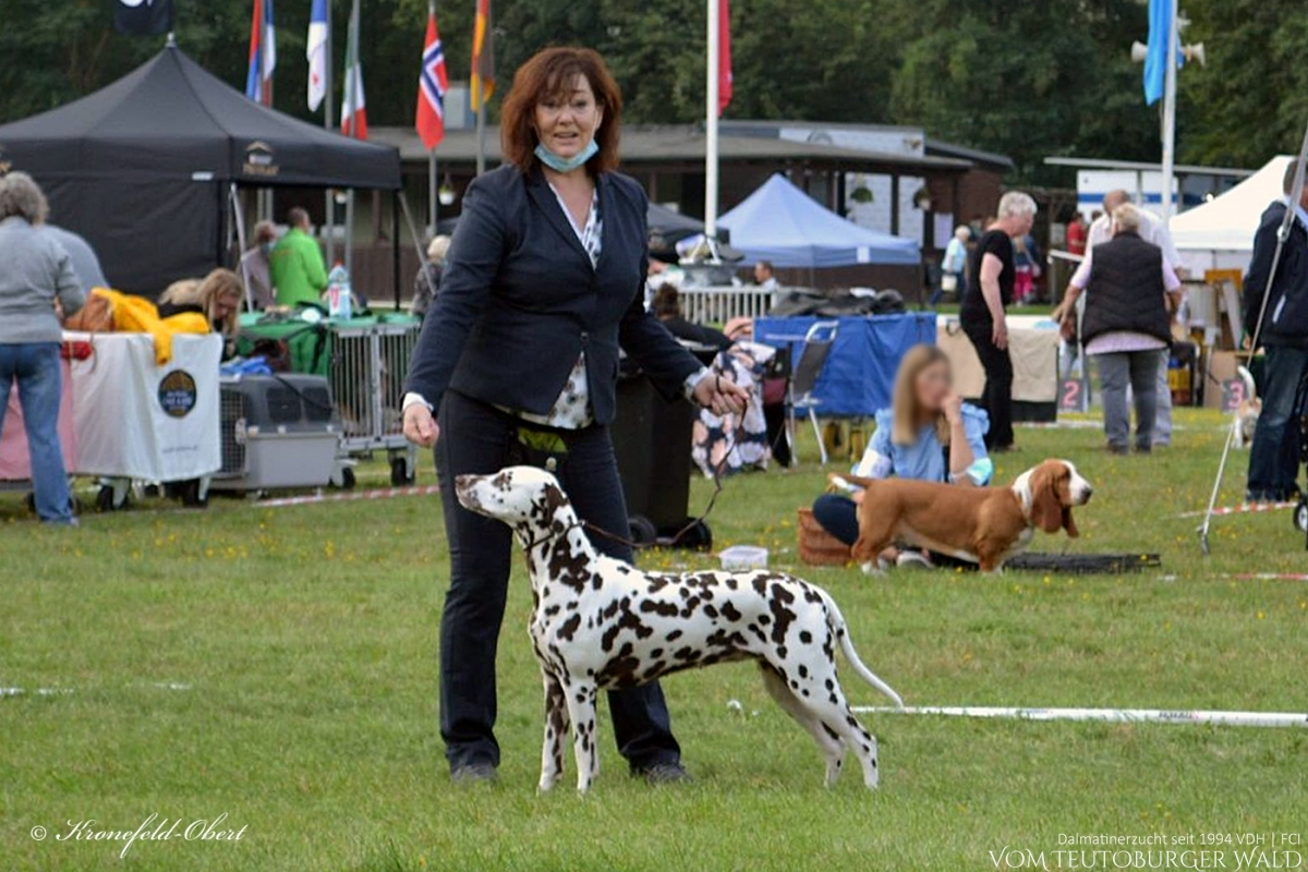 Deutscher Champion Crispy 'n' Crunchy vom Teutoburger Wald (Vater: Asshay vom Gramzower Kloster | Mutter: Ch. Obonya's Pride Anna-Ariella) Vorzüglich Platz 1, CAC VDH, 2 x CAC Club, CACIB VDH GERMAN WINNER 2021