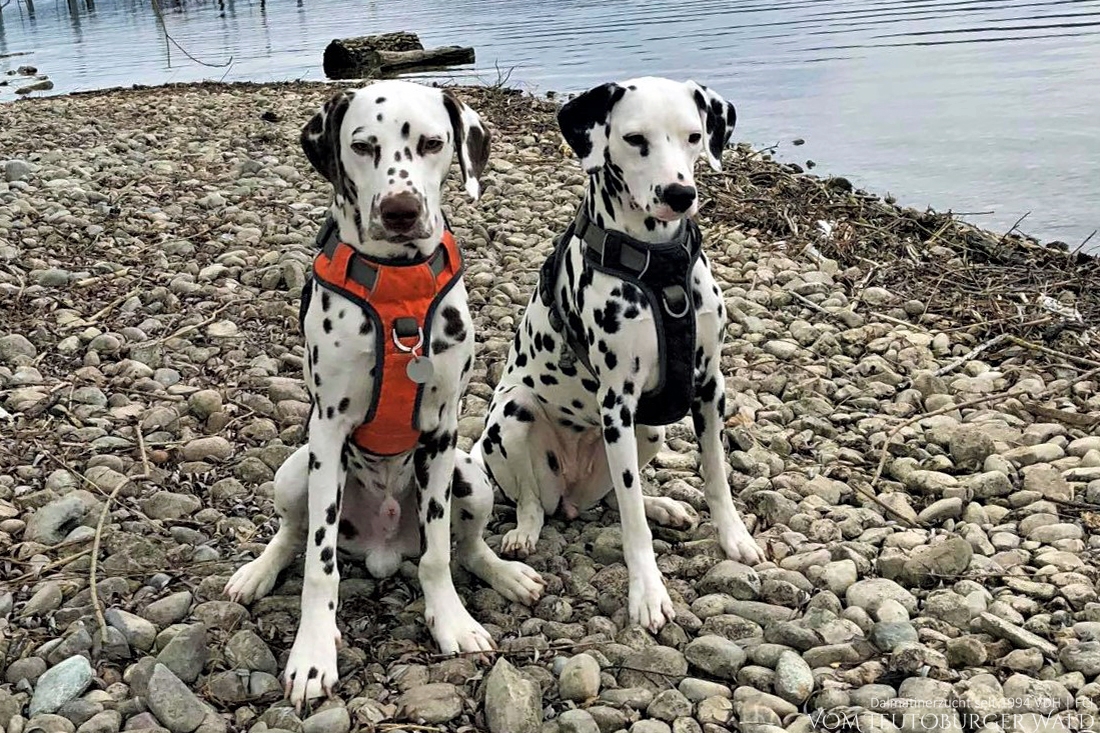 Schokolade und Lakritz - Levy und Nala - Handsome Hero vom Teutoburger Wald (7 Monate) und Christi ORMOND Under the Rainbow (1,5 Jahre)