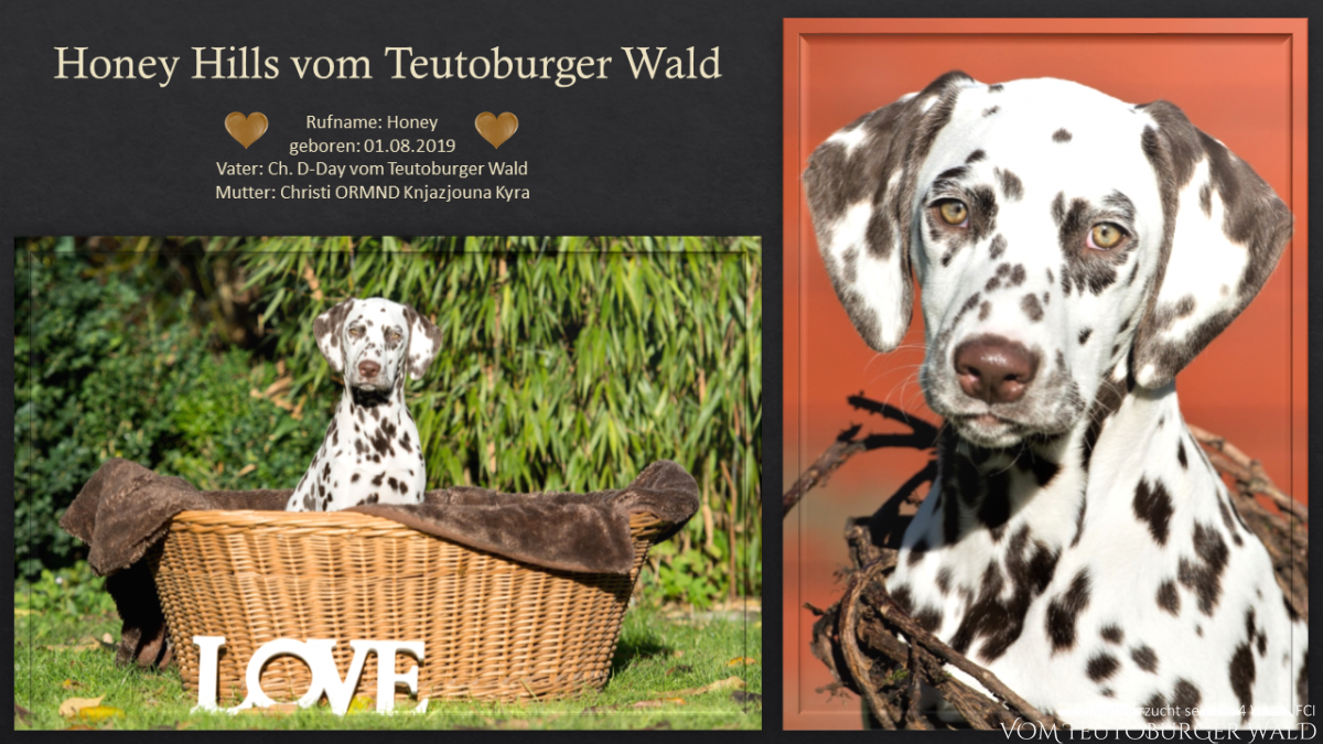 Honey Hills vom Teutoburger Wald (6 Monate)