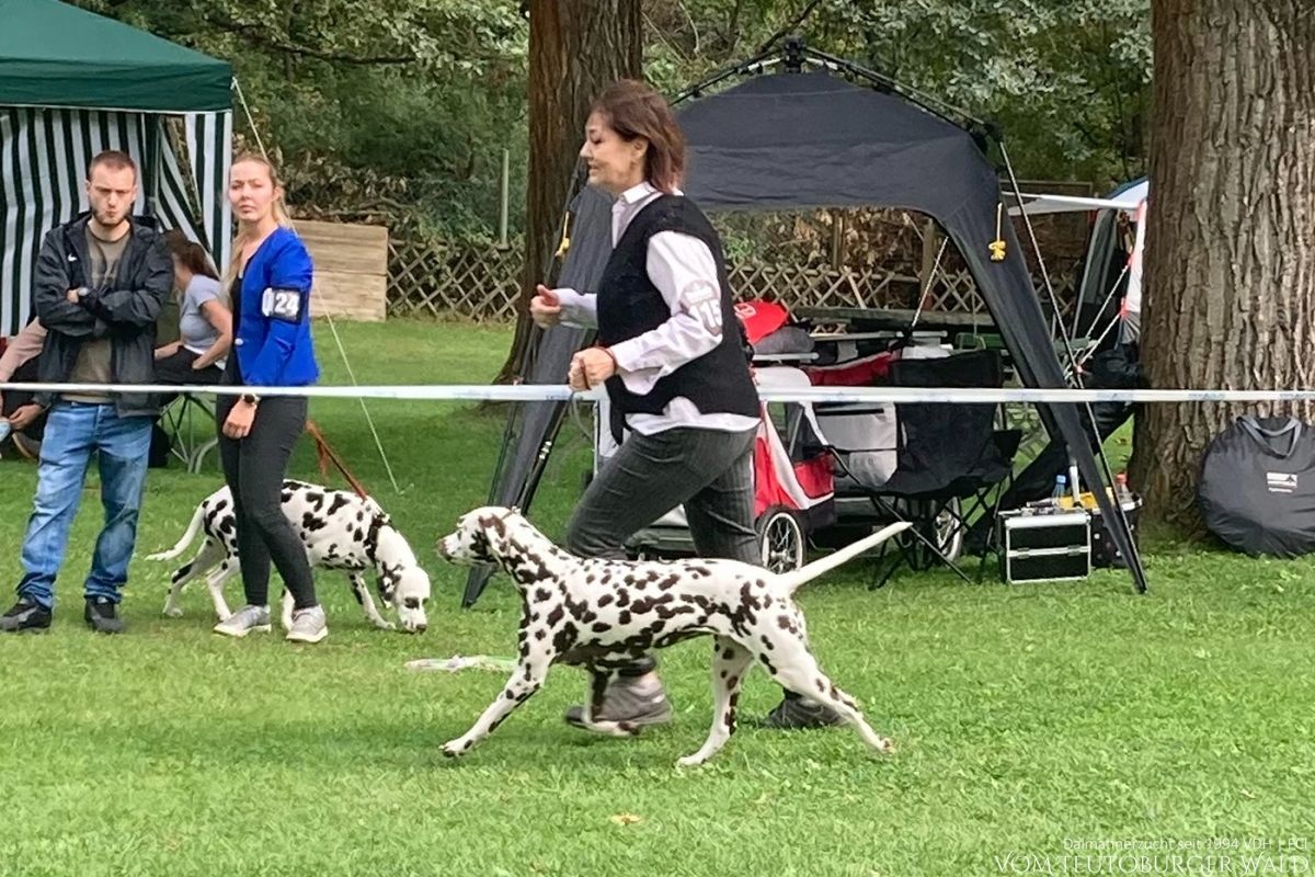 Jameelah's Journey vom Teutoburger Wald (Grappa) Vorzüglich 1. Platz, CAC