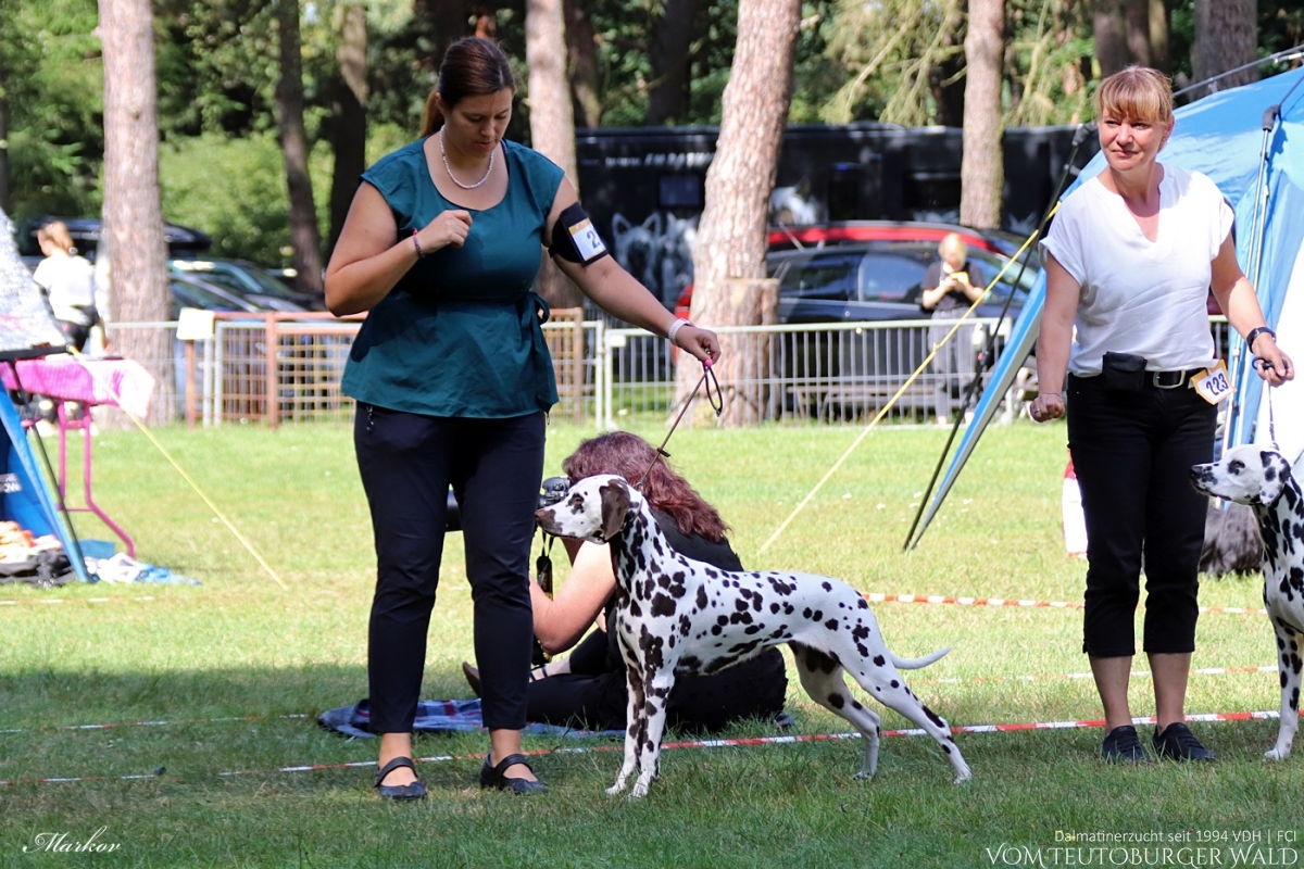 Jugend Klasse Hündinnen (6 Meldungen) Outstanding Odette vom Teutoburger Wald Vater: Int. Ch. Insomnium Blood Diamond Mutter: Ch. Endearing Edina vom Teutoburger Wald - Vorzüglich Platz 4 -
