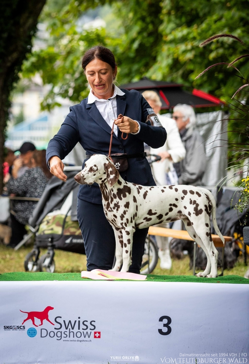 Minor Puppy Hündinnen: Quiet Que vom Teutoburger Wald (5 Monate) Vater: Ch. Spotdog's Jumping Jack Mutter: Ch. Droplet Design vom Teutoburger Wald Doghandler: Tanja Jehli - Vielversprechend Platz 1 - BESTER WELPE BEST IN SHOW MINOR PUPPY Platz 3