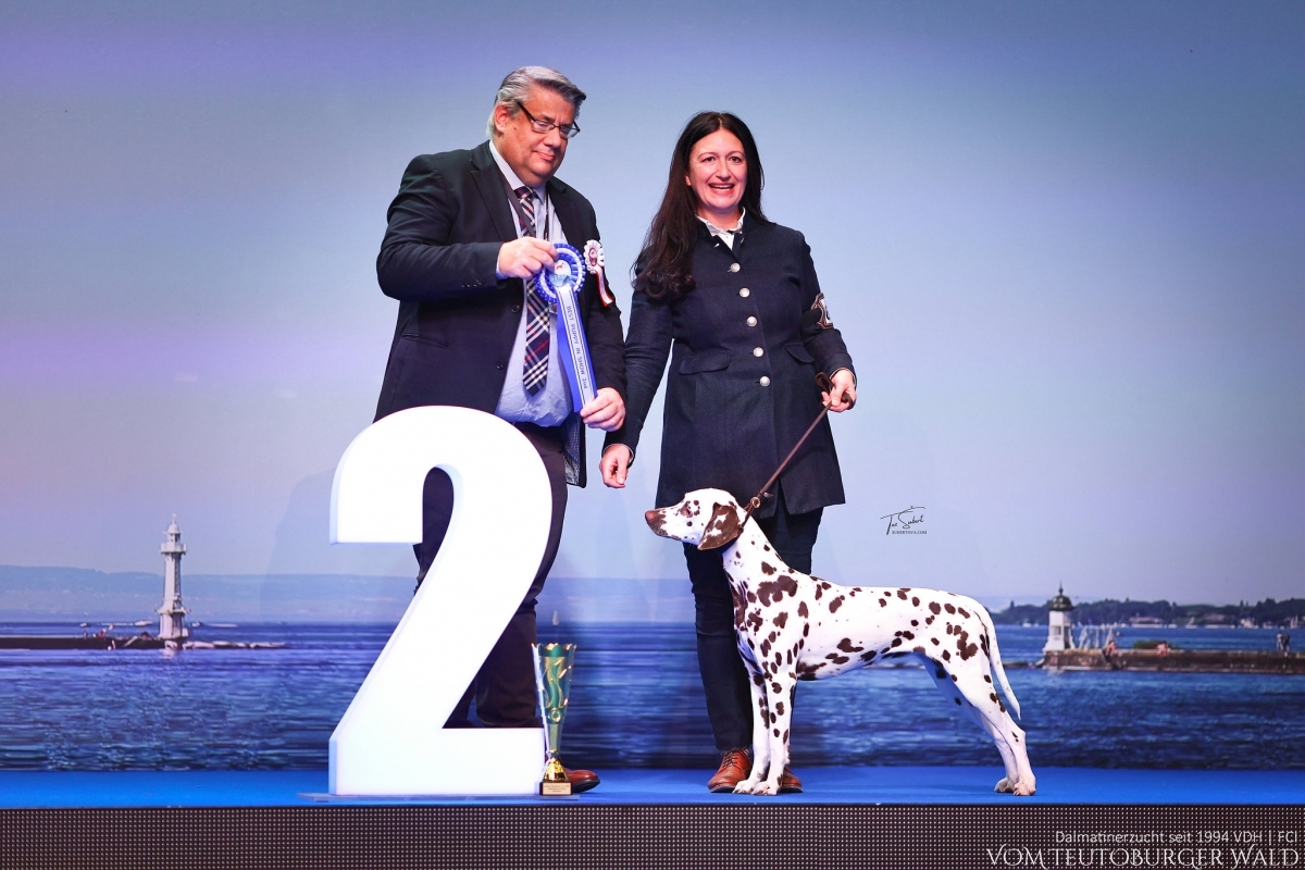 Jüngsten Klasse Hündinnen: Quiet Que vom Teutoburger Wald (8 Monate) Vater: Ch. Spotdog's Jumping Jack Mutter: Ch. Droplet Design vom Teutoburger Wald Doghandler: Tanja Jehli - Vielversprechend Platz 1 - BESTER JÜNGSTENHUND BEST IN SHOW PUPPY Platz 2