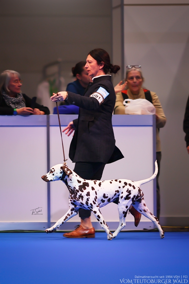 Jüngsten Klasse Hündinnen: Quiet Que vom Teutoburger Wald (8 Monate) Vater: Ch. Spotdog's Jumping Jack Mutter: Ch. Droplet Design vom Teutoburger Wald Doghandler: Tanja Jehli - Vielversprechend Platz 1 - BESTER JÜNGSTENHUND BEST IN SHOW PUPPY Platz 2