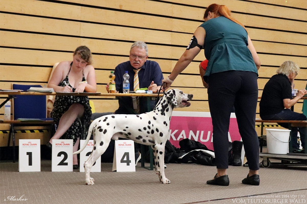 Jugend Klasse Rüden (4 Meldungen) Occupied Oscar vom Teutoburger Wald Vater: Int. Ch. Insomnium Blood Diamond Mutter: Ch. Endearing Edina vom Teutoburger Wald Doghandler: Assja Markov - Vorzüglich Platz 1, JCAC, VDH-JCAC –