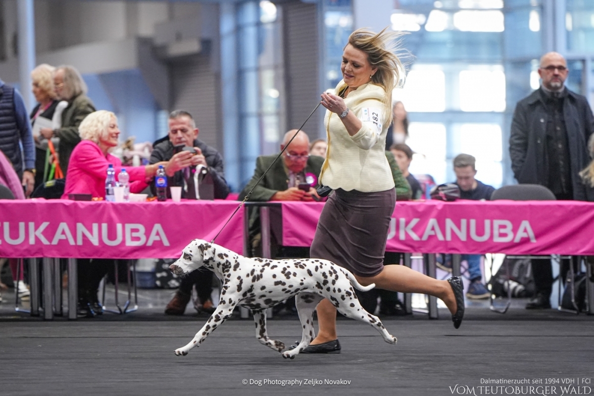 Timeless Twilight vom Teutoburger Wald - PUPPY CHAMPION OF POLAND- Tag 1: BEST OF BREED Puppy & BEST IN GROUP PUPPY & BEST IN SHOW PUPPY Platz 2 Tag 2: BEST OF BREED Puppy & BEST IN GROUP PUPPY Tag 3: BEST OF BREED Puppy & BEST IN GROUP PUPPY Vater: WW ’23, Int Ch Running Spot's Dancing Bob Mutter: Ch Jameelah’s Journey vom Teutoburger Wald Doghandler: Agnes Katharina Biglarnia Züchter & Eigentümer: Karola Lehmann Timeless Twilight vom Teutoburger Wald - PUPPY CHAMPION OF POLAND- Tag 1: BEST OF BREED Puppy & BEST IN GROUP PUPPY & BEST IN SHOW PUPPY Platz 2 Tag 2: BEST OF BREED Puppy & BEST IN GROUP PUPPY Tag 3: BEST OF BREED Puppy & BEST IN GROUP PUPPY Vater: WW ’23, Int Ch Running Spot's Dancing Bob Mutter: Ch Jameelah’s Journey vom Teutoburger Wald Doghandler: Agnes Katharina Biglarnia Züchter & Eigentümer: Karola Lehmann