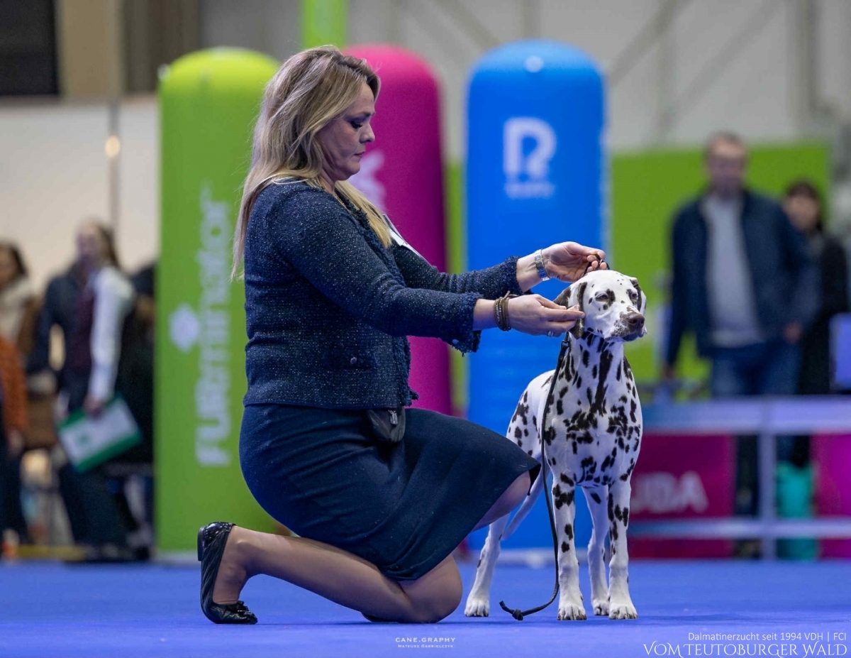 Timeless Twilight vom Teutoburger Wald - PUPPY CHAMPION OF POLAND- Tag 1: BEST OF BREED Puppy & BEST IN GROUP PUPPY & BEST IN SHOW PUPPY Platz 2 Tag 2: BEST OF BREED Puppy & BEST IN GROUP PUPPY Tag 3: BEST OF BREED Puppy & BEST IN GROUP PUPPY Vater: WW ’23, Int Ch Running Spot's Dancing Bob Mutter: Ch Jameelah’s Journey vom Teutoburger Wald Doghandler: Agnes Katharina Biglarnia Züchter & Eigentümer: Karola Lehmann Timeless Twilight vom Teutoburger Wald - PUPPY CHAMPION OF POLAND- Tag 1: BEST OF BREED Puppy & BEST IN GROUP PUPPY & BEST IN SHOW PUPPY Platz 2 Tag 2: BEST OF BREED Puppy & BEST IN GROUP PUPPY Tag 3: BEST OF BREED Puppy & BEST IN GROUP PUPPY Vater: WW ’23, Int Ch Running Spot's Dancing Bob Mutter: Ch Jameelah’s Journey vom Teutoburger Wald Doghandler: Agnes Katharina Biglarnia Züchter & Eigentümer: Karola Lehmann