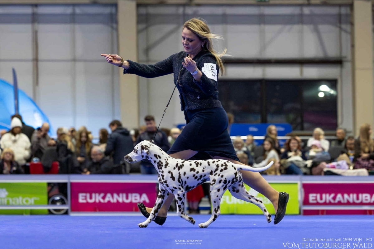 Timeless Twilight vom Teutoburger Wald - PUPPY CHAMPION OF POLAND- Tag 1: BEST OF BREED Puppy & BEST IN GROUP PUPPY & BEST IN SHOW PUPPY Platz 2 Tag 2: BEST OF BREED Puppy & BEST IN GROUP PUPPY Tag 3: BEST OF BREED Puppy & BEST IN GROUP PUPPY Vater: WW ’23, Int Ch Running Spot's Dancing Bob Mutter: Ch Jameelah’s Journey vom Teutoburger Wald Doghandler: Agnes Katharina Biglarnia Züchter & Eigentümer: Karola Lehmann Timeless Twilight vom Teutoburger Wald - PUPPY CHAMPION OF POLAND- Tag 1: BEST OF BREED Puppy & BEST IN GROUP PUPPY & BEST IN SHOW PUPPY Platz 2 Tag 2: BEST OF BREED Puppy & BEST IN GROUP PUPPY Tag 3: BEST OF BREED Puppy & BEST IN GROUP PUPPY Vater: WW ’23, Int Ch Running Spot's Dancing Bob Mutter: Ch Jameelah’s Journey vom Teutoburger Wald Doghandler: Agnes Katharina Biglarnia Züchter & Eigentümer: Karola Lehmann