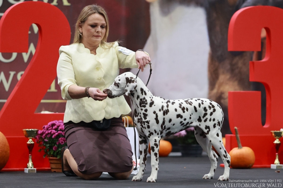 Timeless Twilight vom Teutoburger Wald - PUPPY CHAMPION OF POLAND- Tag 1: BEST OF BREED Puppy & BEST IN GROUP PUPPY & BEST IN SHOW PUPPY Platz 2 Tag 2: BEST OF BREED Puppy & BEST IN GROUP PUPPY Tag 3: BEST OF BREED Puppy & BEST IN GROUP PUPPY Vater: WW ’23, Int Ch Running Spot's Dancing Bob Mutter: Ch Jameelah’s Journey vom Teutoburger Wald Doghandler: Agnes Katharina Biglarnia Züchter & Eigentümer: Karola Lehmann Timeless Twilight vom Teutoburger Wald - PUPPY CHAMPION OF POLAND- Tag 1: BEST OF BREED Puppy & BEST IN GROUP PUPPY & BEST IN SHOW PUPPY Platz 2 Tag 2: BEST OF BREED Puppy & BEST IN GROUP PUPPY Tag 3: BEST OF BREED Puppy & BEST IN GROUP PUPPY Vater: WW ’23, Int Ch Running Spot's Dancing Bob Mutter: Ch Jameelah’s Journey vom Teutoburger Wald Doghandler: Agnes Katharina Biglarnia Züchter & Eigentümer: Karola Lehmann