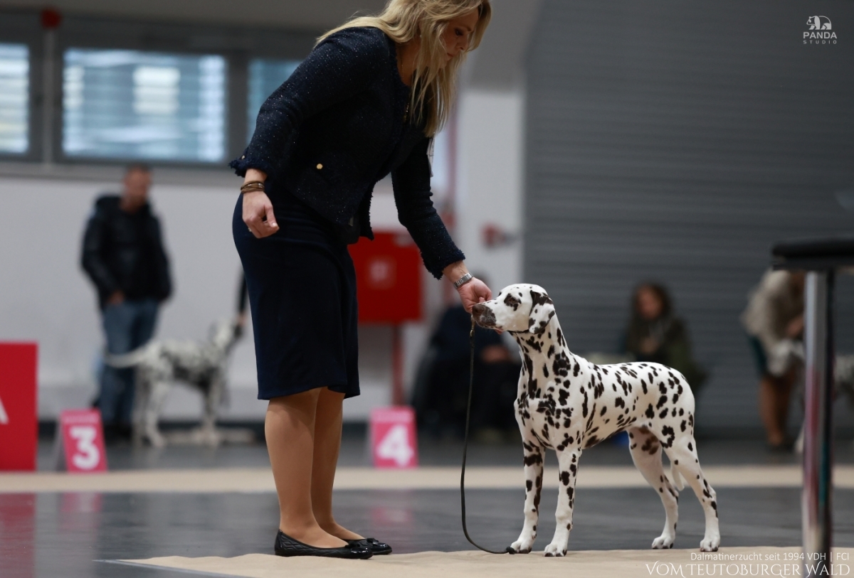 Timeless Twilight vom Teutoburger Wald - PUPPY CHAMPION OF POLAND- Tag 1: BEST OF BREED Puppy & BEST IN GROUP PUPPY & BEST IN SHOW PUPPY Platz 2 Tag 2: BEST OF BREED Puppy & BEST IN GROUP PUPPY Tag 3: BEST OF BREED Puppy & BEST IN GROUP PUPPY Vater: WW ’23, Int Ch Running Spot's Dancing Bob Mutter: Ch Jameelah’s Journey vom Teutoburger Wald Doghandler: Agnes Katharina Biglarnia Züchter & Eigentümer: Karola Lehmann Timeless Twilight vom Teutoburger Wald - PUPPY CHAMPION OF POLAND- Tag 1: BEST OF BREED Puppy & BEST IN GROUP PUPPY & BEST IN SHOW PUPPY Platz 2 Tag 2: BEST OF BREED Puppy & BEST IN GROUP PUPPY Tag 3: BEST OF BREED Puppy & BEST IN GROUP PUPPY Vater: WW ’23, Int Ch Running Spot's Dancing Bob Mutter: Ch Jameelah’s Journey vom Teutoburger Wald Doghandler: Agnes Katharina Biglarnia Züchter & Eigentümer: Karola Lehmann