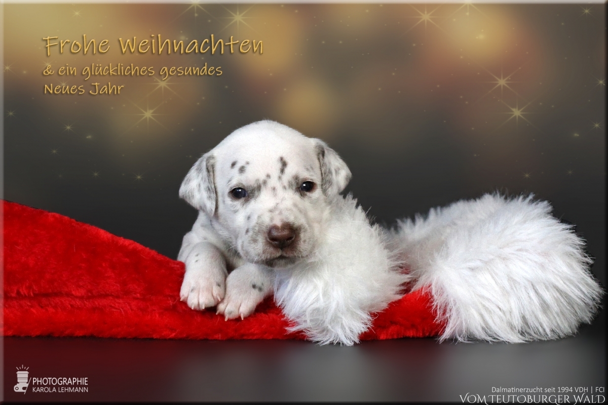 Frohe Weihnachten und ein glückliches, gesundes Neues Jahr