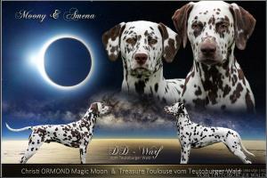 Christi ORMOND Magic Moon und Treasure Toulouse vom Teutoburger Wald