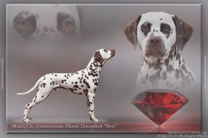 Insomnium Blood Diamond